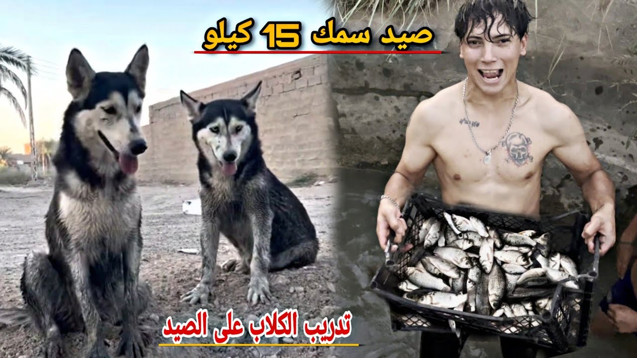 صدت  15 كيلو ( سمك ) بصندوك واحد -اسهل طريقة لصيد السمك