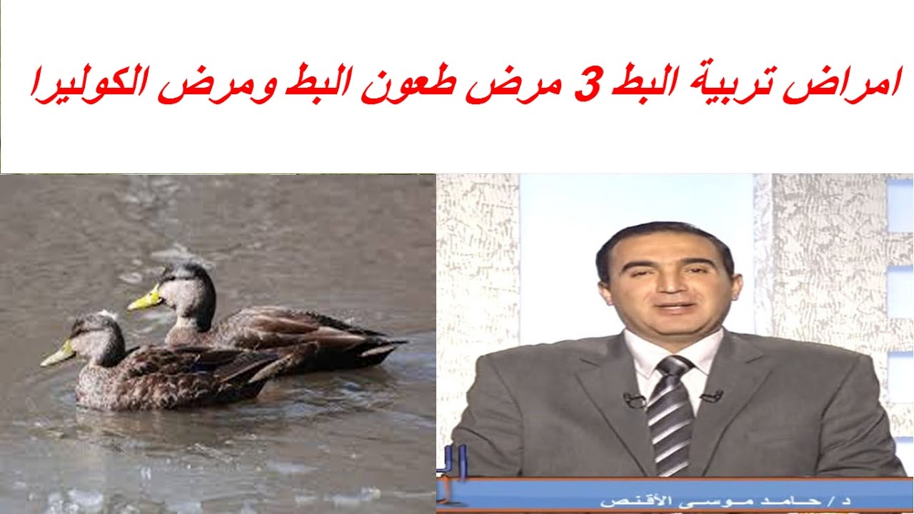 امراض تربية البط 3 مرض طعون البط ومرض الكوليرا