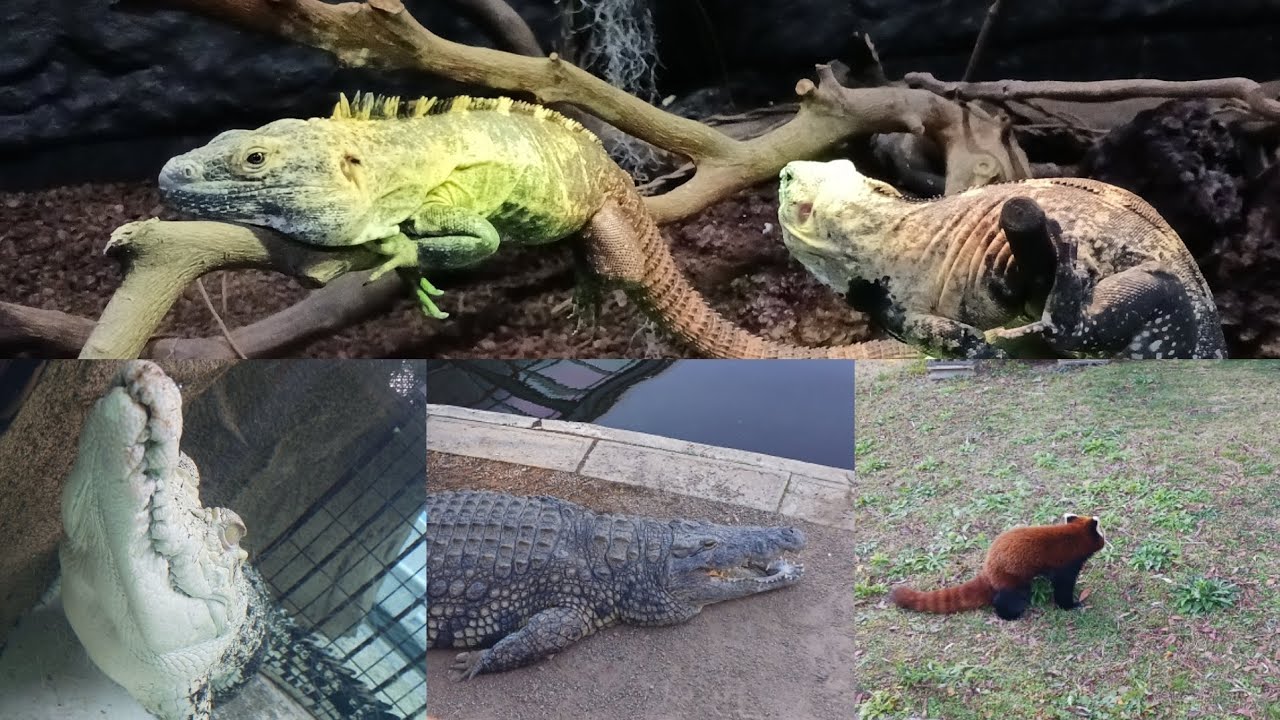 いろんなことがあった熱川バナナワニ園に行ってきた。