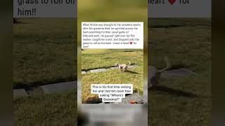 Dog Visits Cemetery & Finds Grandma's Grave By Scent 🥺