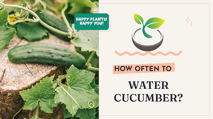 🥒🌸 How Often to Water Cucumber? Maximize Your Harvest Today! - DayDayNews