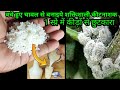 How to make most powerful pesticide from boiled rice1        