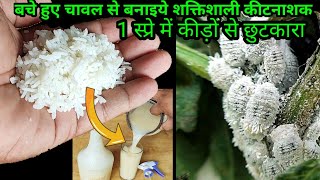 How to make most powerful pesticide from boiled Rice~1 स्प्रे में मीली बग थ्रिप्स एफिड्स से छुटकारा