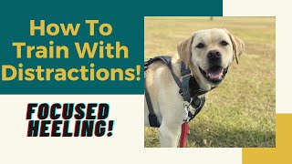 Dog Training Tips for a DISTRACTING ENVIRONMENT! by Training Positive 6,836 views 3 years ago 11 minutes, 19 seconds
