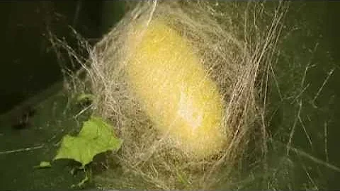 O que acontece com a lagarta da seda?