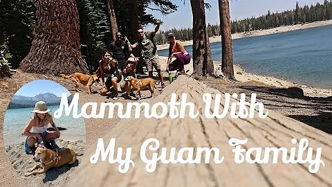 Bear Encounter In Mammoth! | Cali Vlog 13