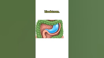 How water gets absorbed into stomach #aivideo #ai #shorts #youtube