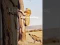Lion vs warthog