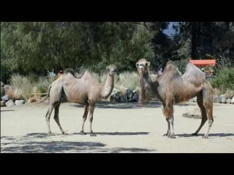 geico camel gif