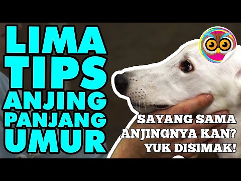 Video: Anjing Bersih Berkurang Secara Genetik