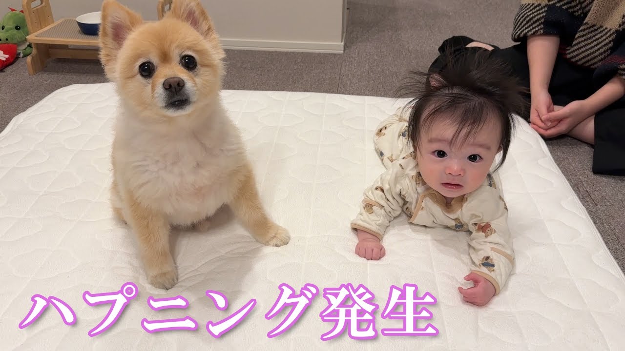 赤ちゃんとの距離が近過ぎるポメラニアンにハプニング発生… - YouTube