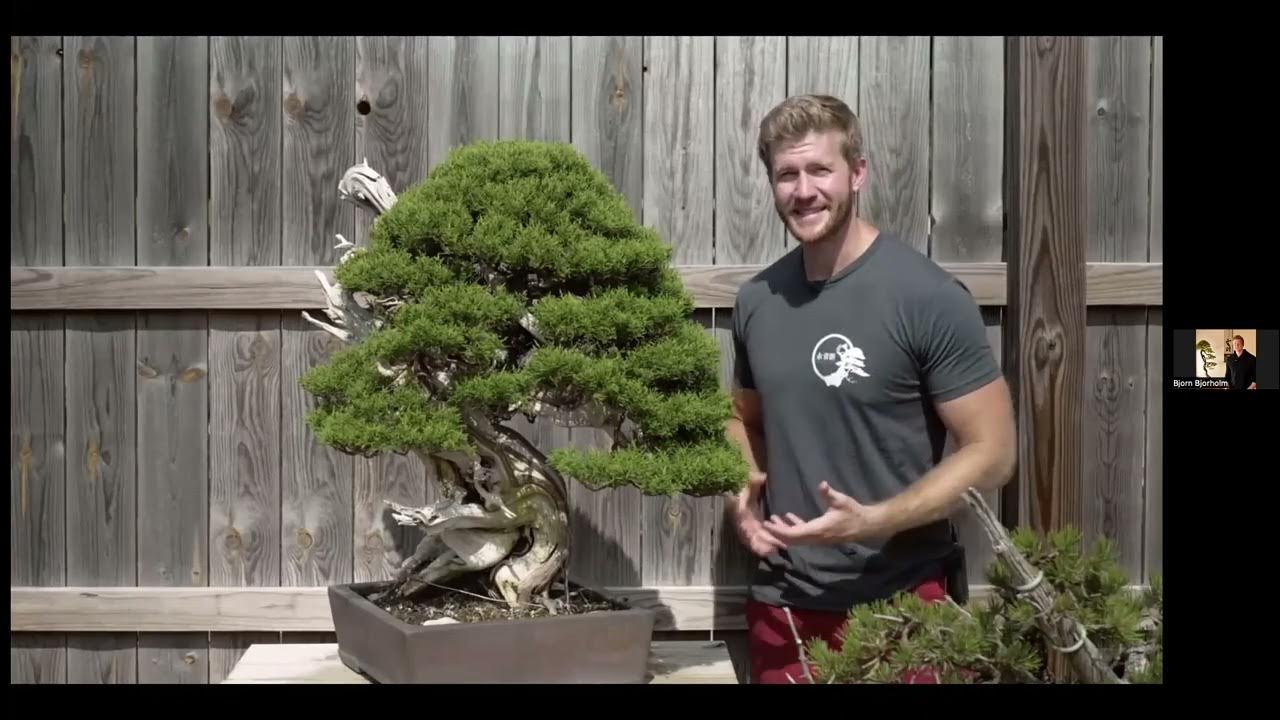 Golden State Bonsai Federation (GSBF) Golden Zoom with Bjorn Bjorholm