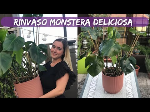 Video: Dovrei rinvasare i miei monstera?