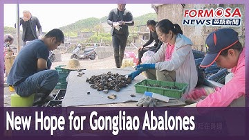 Second-generation farmer fights to rescue Gongliao’s abalone industry