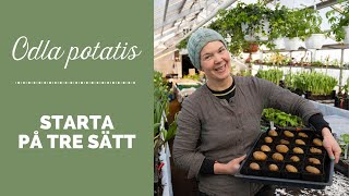 Odla potatis - Starta på tre sätt