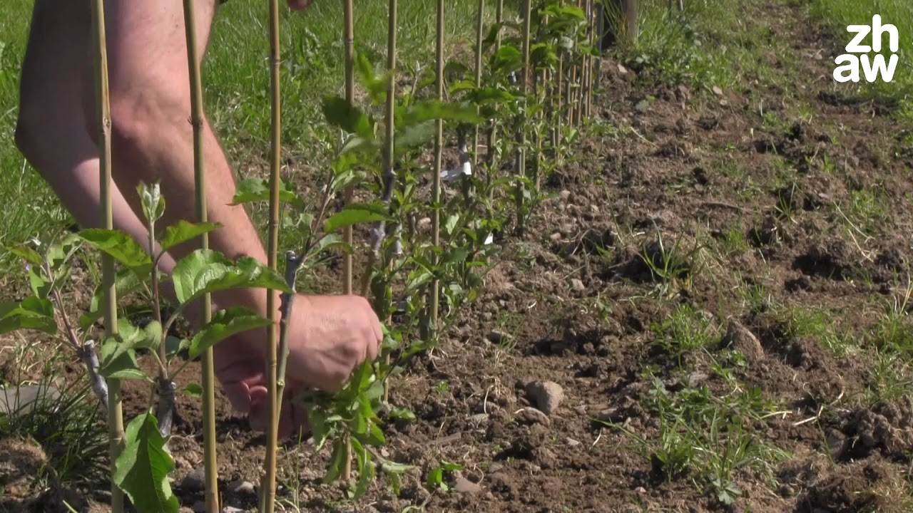 Baumschule - Anzucht von Jungbäumen
