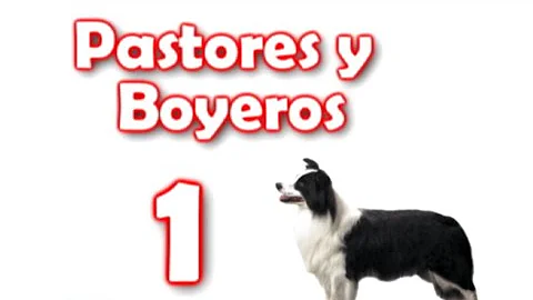 ¿Qué es un perro de categoría 1?