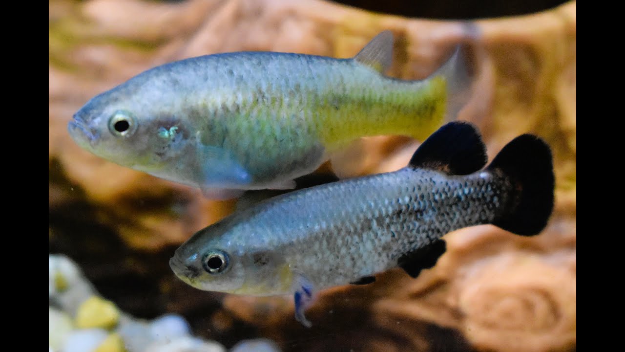 Goodeid Weekend in Calgary - Characodon audax available!