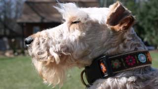 LAKELAND TERRIERS RESCUED FROM PUPPY MILL LEARN TO PLAY by WireFoxRescueMidwest 1,167 views 7 years ago 2 minutes, 3 seconds