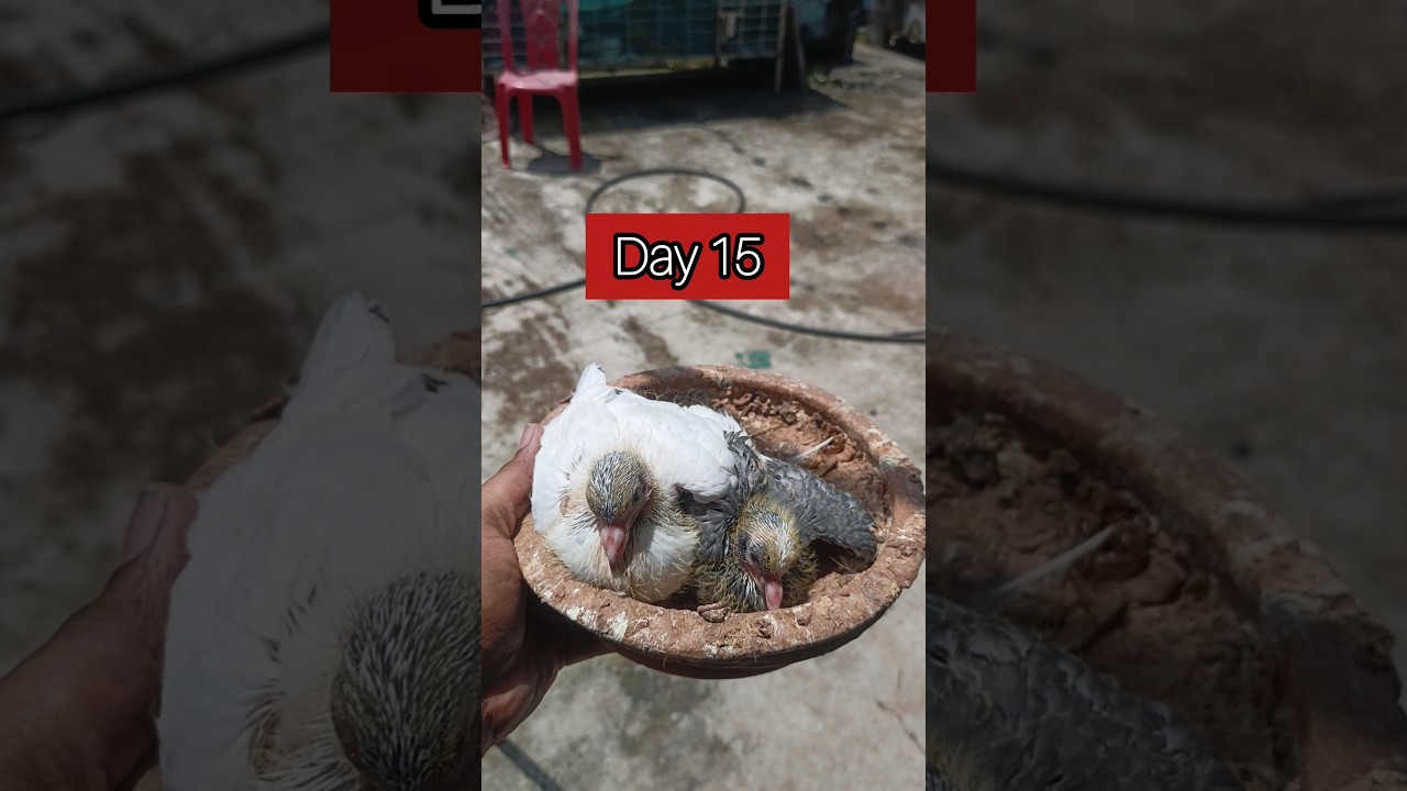 Pigeon  baby growth stages 1 to 15 days #growth #pigeon #shorts #kalapati