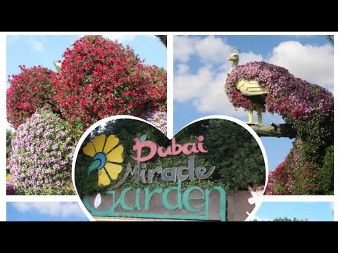 Dubai Miracle Garden//Miracle Garden 2021-2022