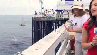 Fok Balığını Köpek Balığı 3 Saniyede Yedi