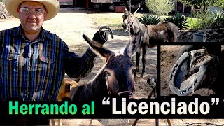 Tambien a los Burritos los Herramos - Herrando a un Burro en el ...