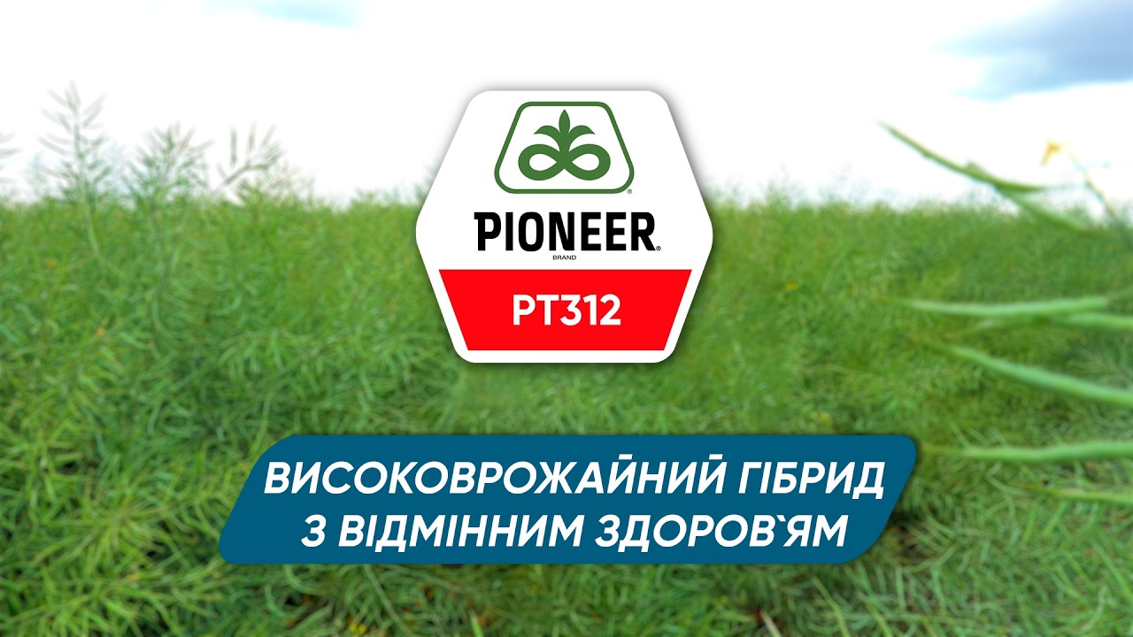 PT312 – високоврожайний гібрид ріпаку з відмінним здоров’ям
