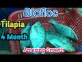 Tilapia Weight After 4 month || Amazing Growth || Biofloc Fish Farming ||