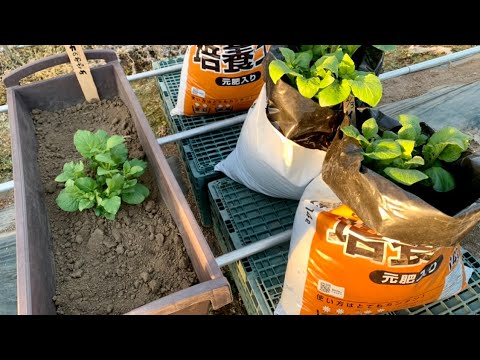 ジャガイモの袋栽培 一足先に発芽 3 8 Youtube