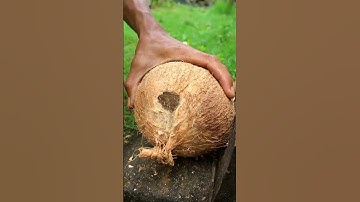 Nice technique opening coconut from its shell