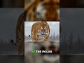 Who Wins? Polar Bear vs Siberian Tiger Final Verdict!