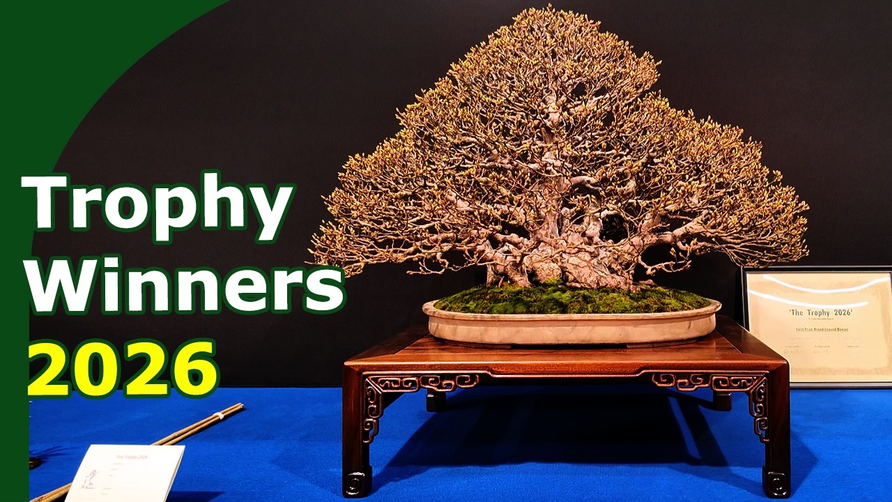 Bonsai Trophy - All Awards