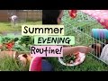 Guinea Pig Evening Routine On the Grass! | Hamster HorsesandCats