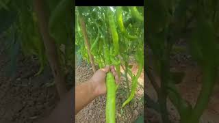 Rural vegetable garden chili #Real life sharing plan #Real green vegetables #Home g#20ec1