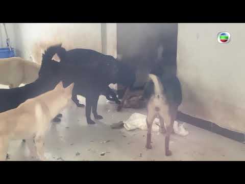 東張西望 | 哭泣的狗狗 狗主神秘背景曝光 | 預告篇 | 虐畜
