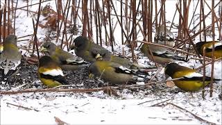 Evening Grosbeaks in Algonquin Park, Ontario