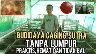 SUKSES USAHA BUDIDAYA CACING SUTRA DENGAN AIR BERSIH TANPA LUMPUR || PRAKTIS, HEMAT DAN TIDAK BAU