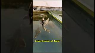 sturgeon adalah ikan hias air tawar sob
