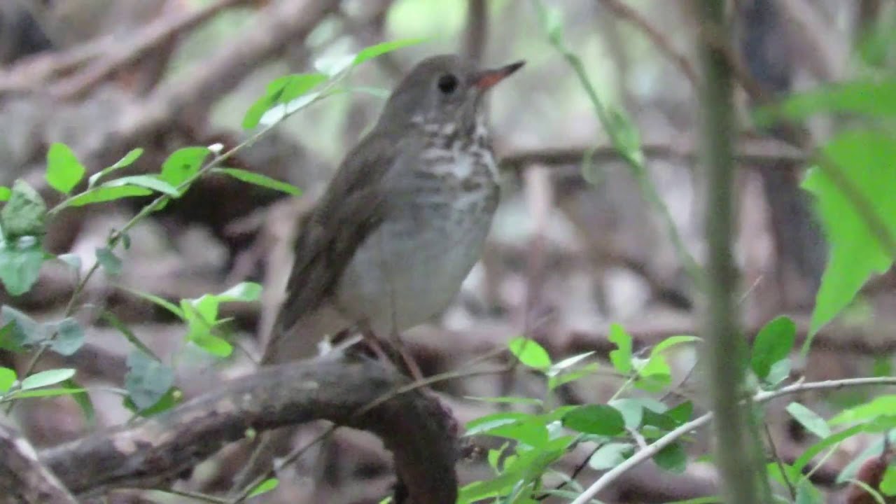 Grey-cheeked Thrush (Catharus minimus) Brief looks Boy Scout Woods High