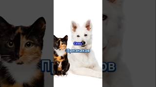 Уход за зубками! #fannycats #Собаки #Кошки  #ДомашниеЖивотные  #Здоровье #котята #Щенки #cat #котик
