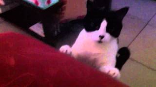 Cat Piano & Kitty screenshot 5