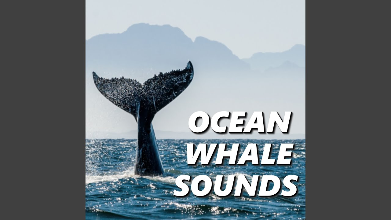 Entrancing Whale Sounds