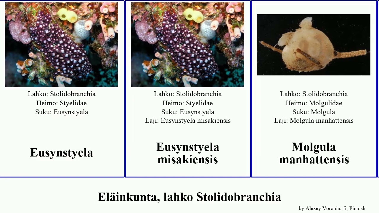 Eläinkunta, lahko Stolidobranchia animal clava Styela Eusynstyela Housin Molgula Yung Botrylloides