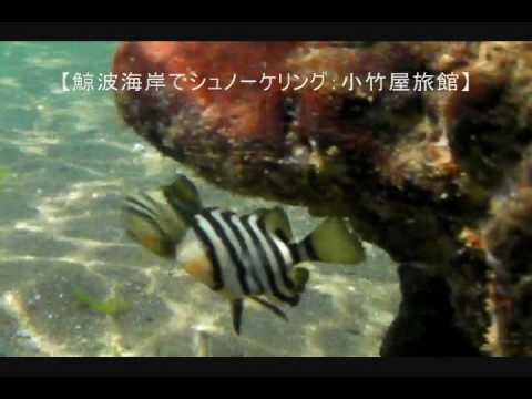 小竹屋旅館 新潟県柏崎市の旅館 旅行と宿のクリップ 小竹屋旅館 新潟県柏崎市の旅館 旅行と宿のクリップ