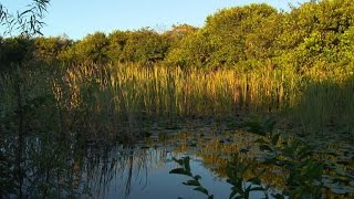Inside the effort to protect Florida's Everglades