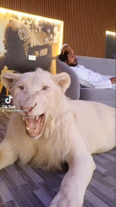 Singa Putih mengaung ngaung mengeluarkan suaranya || the lion makes a sound