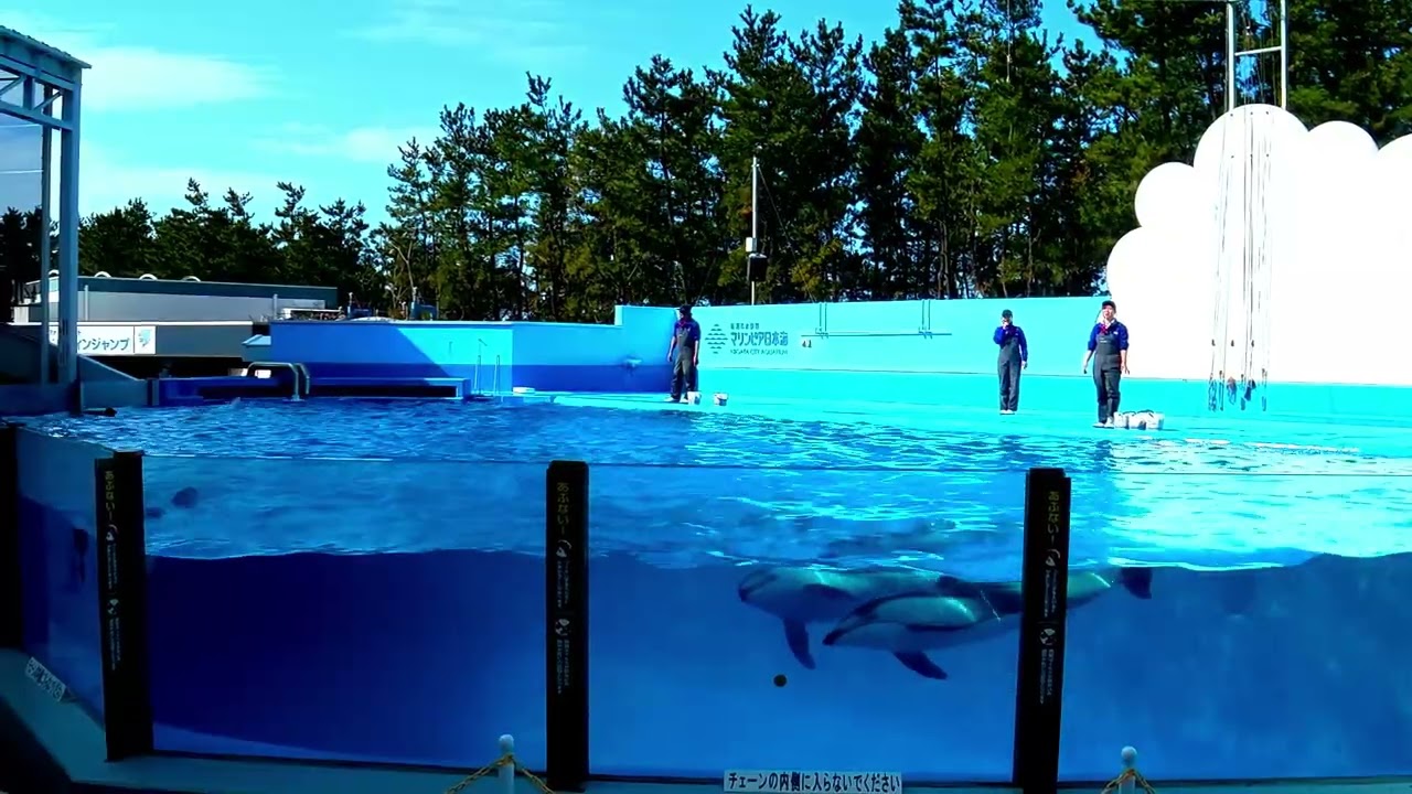 カマバッカ王国 イルカショー