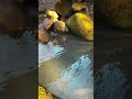 Fish and Nature - sim village cooking #simvillage