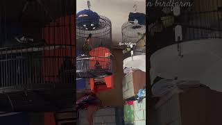 Cungko X Murai kunbirdfarm kicaumania youtubeshorts viral tranding shorts birds fyp